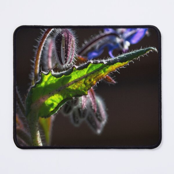 Item preview, End of Winter at the Arboretum in Canberra/ACT/Australia (1) designed and sold by Wolf Sverak Photography.