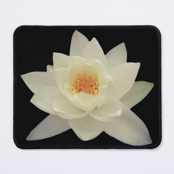 Item preview, White Water Lily Photograph of Nymphaea Alba Warm Light designed and sold by Jenny Meehan Art Prints and Patterns .