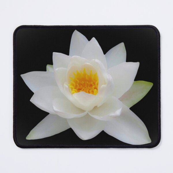 Item preview, White Water Lily Photograph of Nymphaea Alba Soft Light designed and sold by Jenny Meehan Art Prints and Patterns .