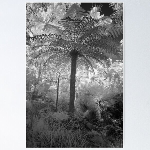 Item preview, Fern designed and sold by Geoff Smith.