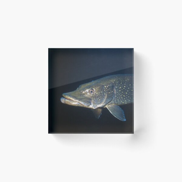 Item preview, closeup of pike designed and sold by FotoMahieu.