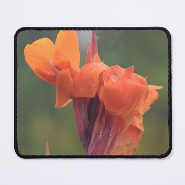 Item preview, Orange Cana Lily 7 designed and sold by bertsworks300.