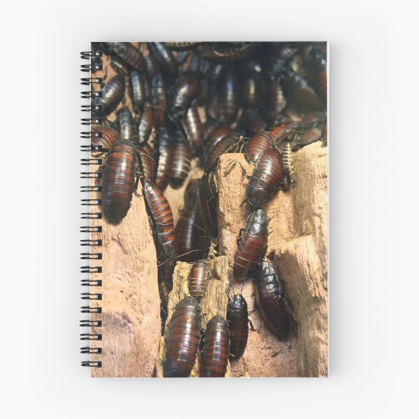 Item preview, Cluster of Cockroaches on Wood designed and sold by urzga.