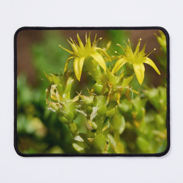Item preview, The Yellow. Goldmoss stonecrop designed and sold by Jouko Lehto Photography.