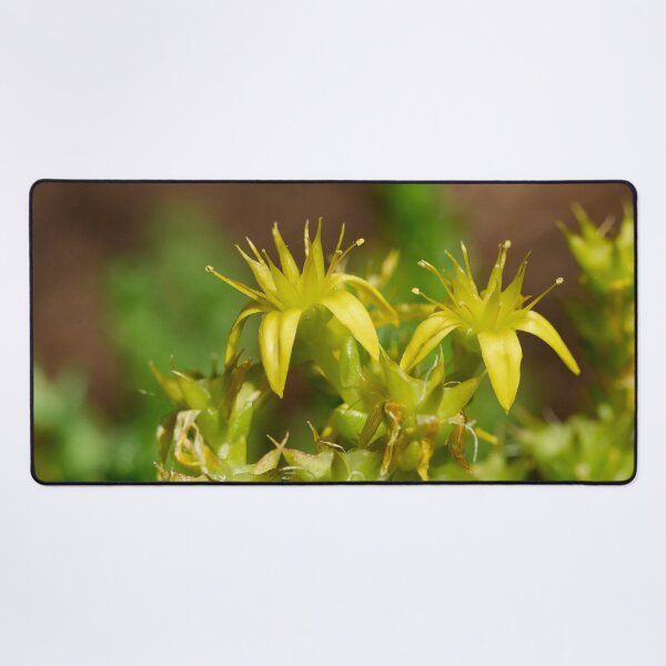 Item preview, The Yellow. Goldmoss stonecrop designed and sold by Jouko Lehto Photography.
