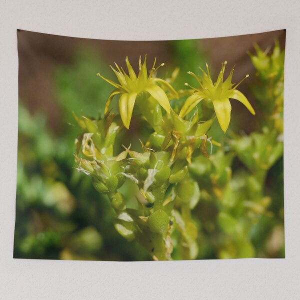 Item preview, The Yellow. Goldmoss stonecrop designed and sold by Jouko Lehto Photography.
