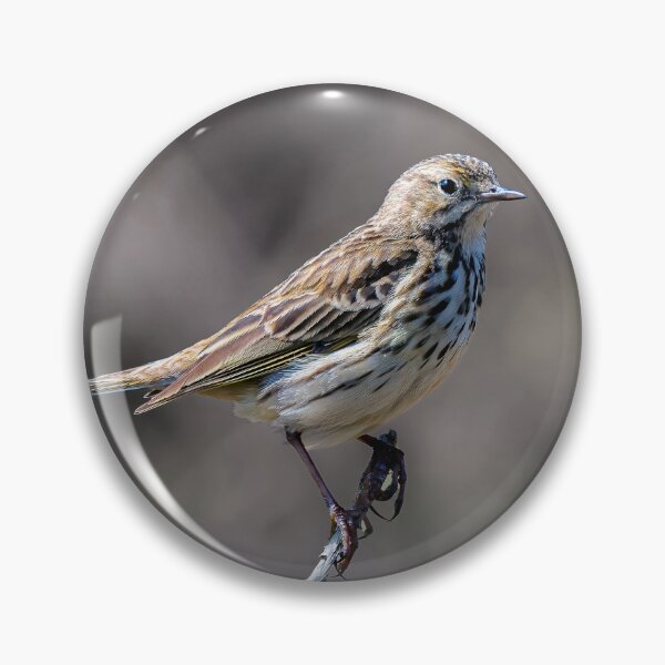 Item preview, Pipit designed and sold by Tom McPherson Photography.