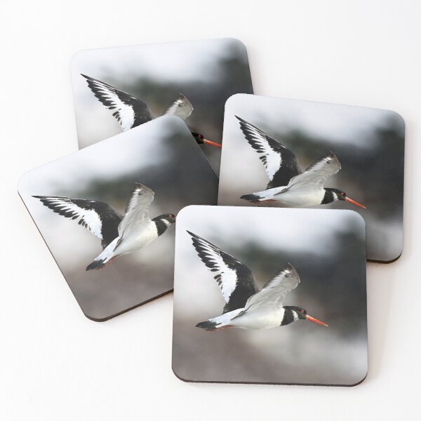 Item preview, Oystercatcher in Flight  designed and sold by Tom McPherson Photography.