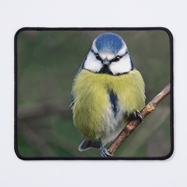 Item preview, Bluetit designed and sold by Tom McPherson Photography.