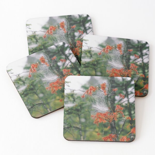 Item preview, Spiderweb on a juniper designed and sold by riku05830.