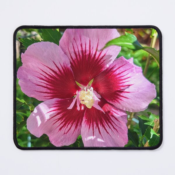Item preview, Beautiful Rose of Sharon Bloom designed and sold by FloresInColor1.