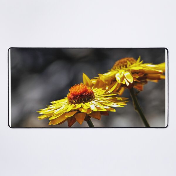 Item preview, Paper daisies. designed and sold by Ian Ramsay.
