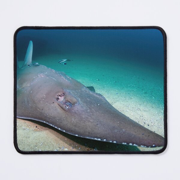 Item preview, Guitarfish designed and sold by slonchak.
