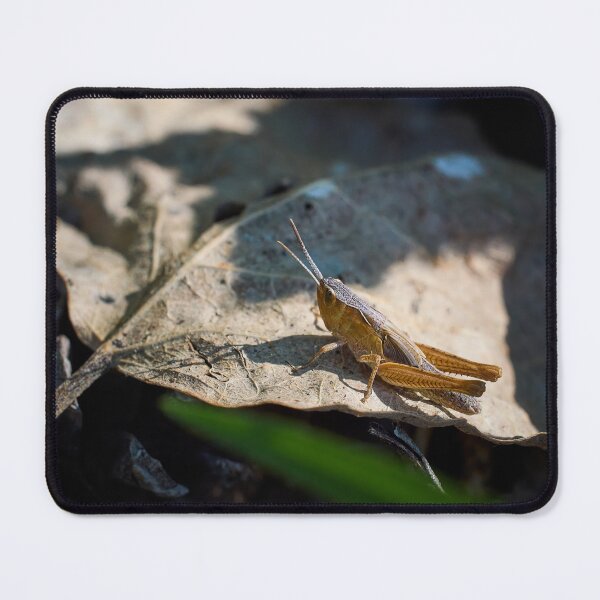Item preview, Grasshopper day designed and sold by Jouko Lehto Photography.