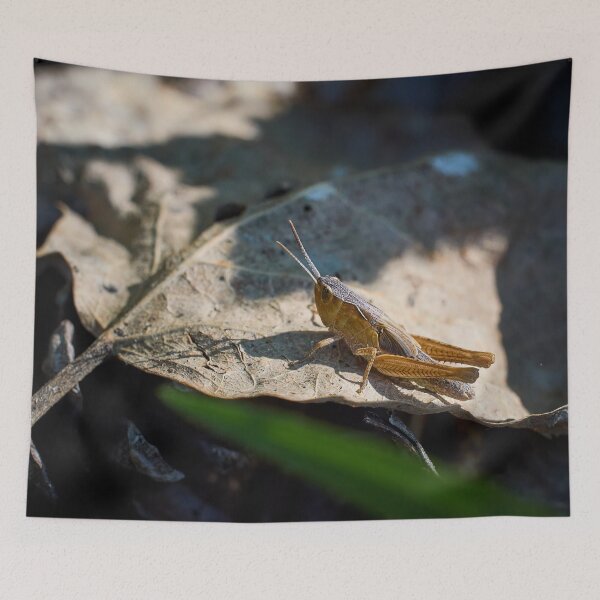 Item preview, Grasshopper day designed and sold by Jouko Lehto Photography.