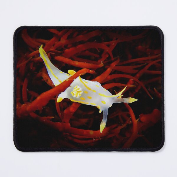Item preview, Harlekijnslak - Polycera quadrilineata designed and sold by Tom Sillen.