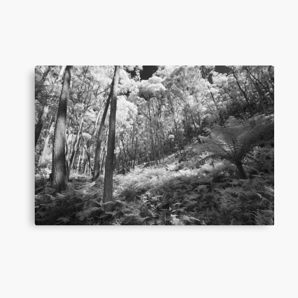 Fern Gully Canvas Print
