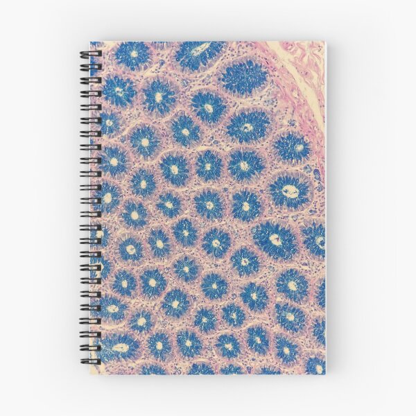 Item preview, Special Stain Alcian Blue Glands designed and sold by CellPathWorld.