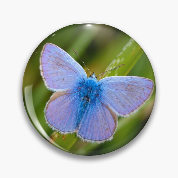 Item preview, Icarusblauwtje - Polyommatus icarus designed and sold by Tom Sillen.