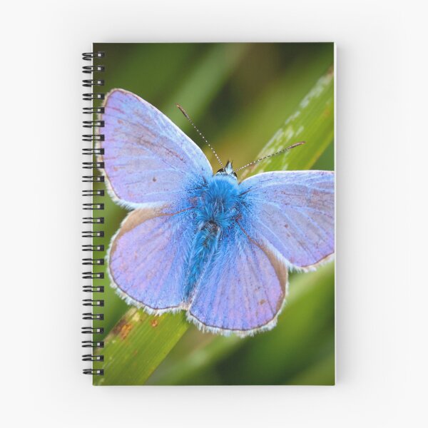 Item preview, Icarusblauwtje - Polyommatus icarus designed and sold by Tom Sillen.