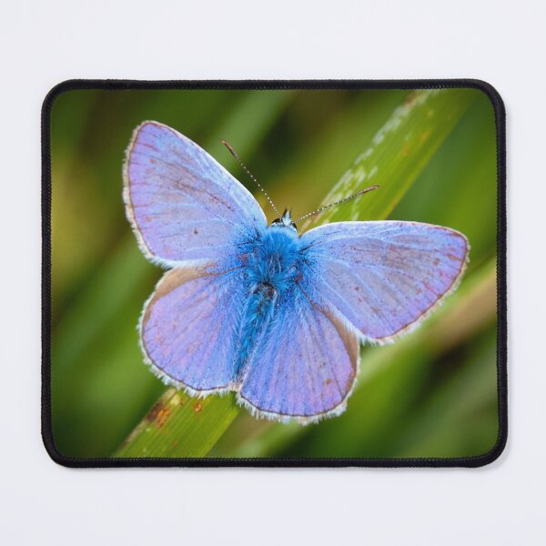 Item preview, Icarusblauwtje - Polyommatus icarus designed and sold by Tom Sillen.