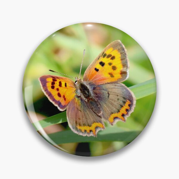 Item preview, Kleine vuurvlinder - Lycaena phlaeas designed and sold by Tom Sillen.