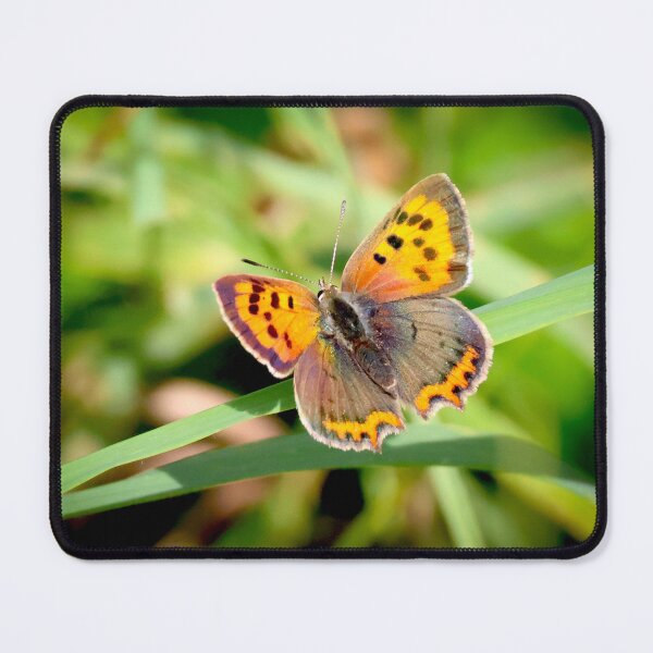 Item preview, Kleine vuurvlinder - Lycaena phlaeas designed and sold by Tom Sillen.