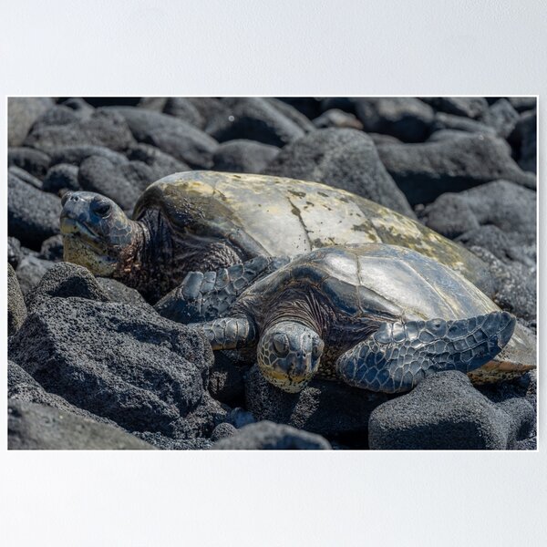 Item preview, Turtles on Black Sand Beach designed and sold by SafariByMarisa.