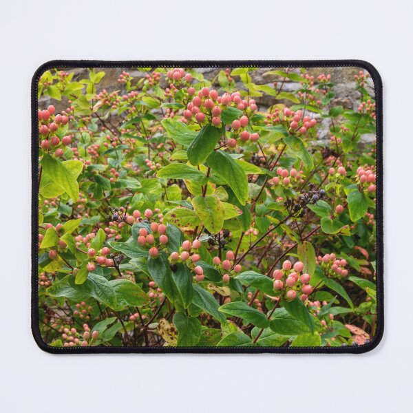 Item preview, St. John's Wort(Hypericum monogynum) designed and sold by jasminewang.