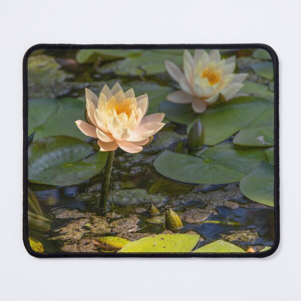 Item preview, Italy. Sicily. Palermo. Botanical Garden. Water Lilles. designed and sold by vadim19.