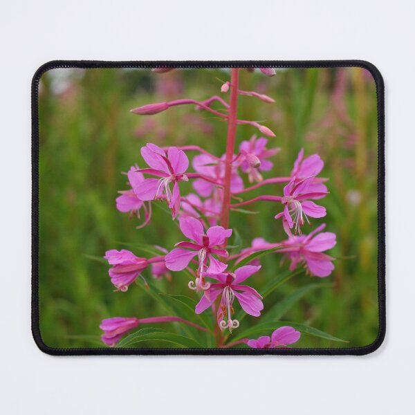 Item preview, Pink summer flowers. Rosebay willow herb designed and sold by CatherineMoore4.