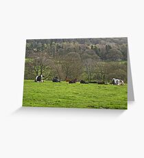 Cow Creche Greeting Card