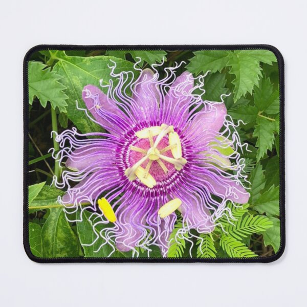 Item preview, Passiflora “Incense” - Passiflora incarnata × cincinnata designed and sold by scarpacific.