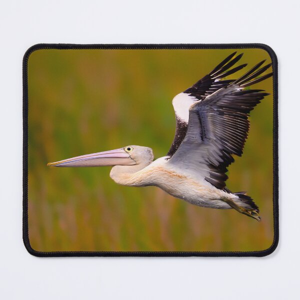 Item preview, Australian Pelican in Flight designed and sold by Jan Fijolek.