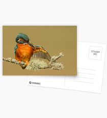Preening Kingfisher Postcards