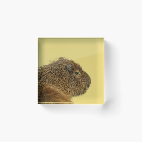 Item preview, Day dreaming Capy designed and sold by Dalyndigital Photography.