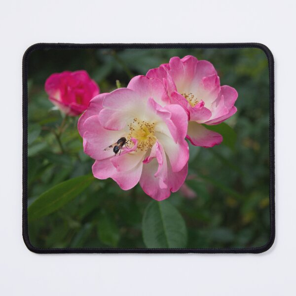Item preview, Bee on Pink Roses designed and sold by Alisonchambers2.