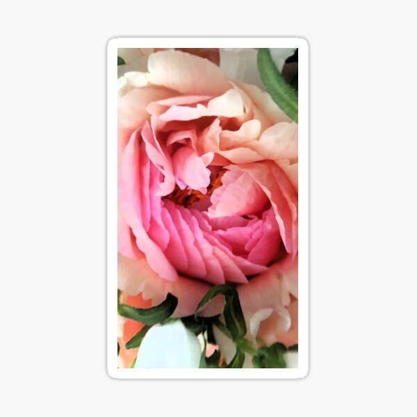 Peony Sticker