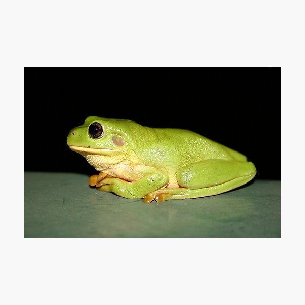 Green Tree Frog Photographic Print