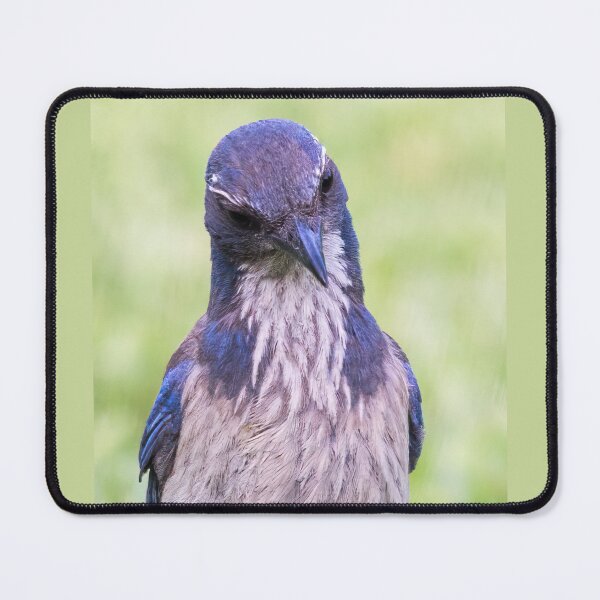 Item preview, Scrub Jay Portrait designed and sold by CarolM.