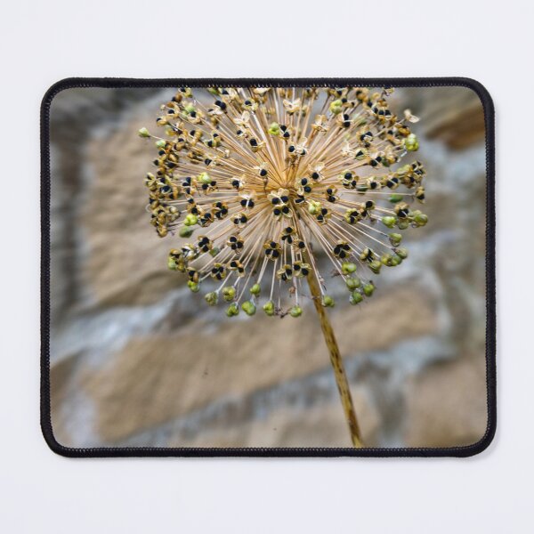 Item preview, Allium polyanthum designed and sold by jasminewang.