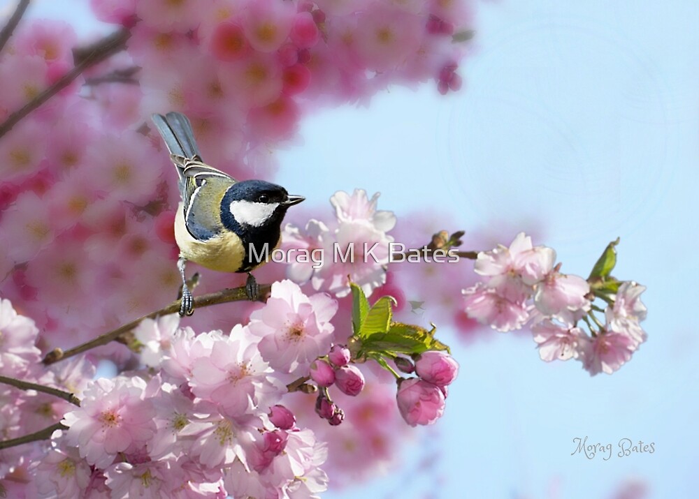 Coal Tit On Cherry Blossom By Morag Bates Redbubble