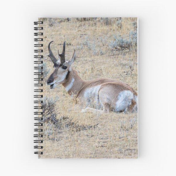 Item preview, Antelope Resting In A Field designed and sold by FreelanceJim.