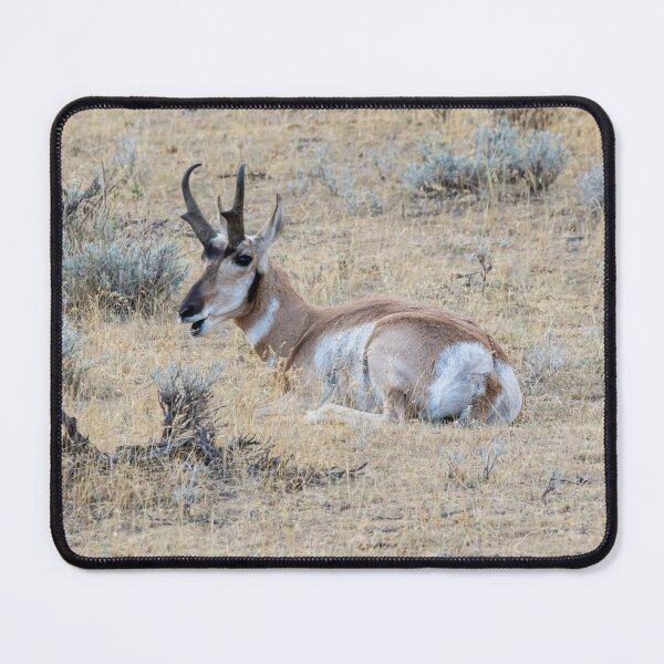Item preview, Antelope Resting In A Field designed and sold by FreelanceJim.