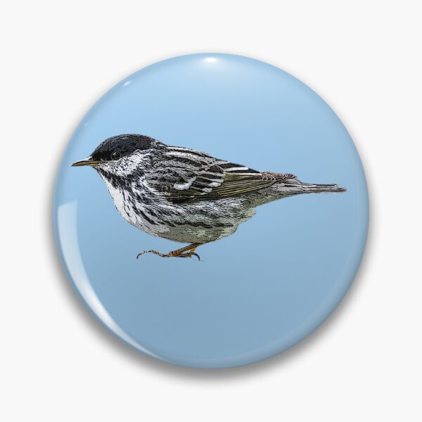 Item preview, Blackpoll Warbler Color Design  designed and sold by designsasstultd.