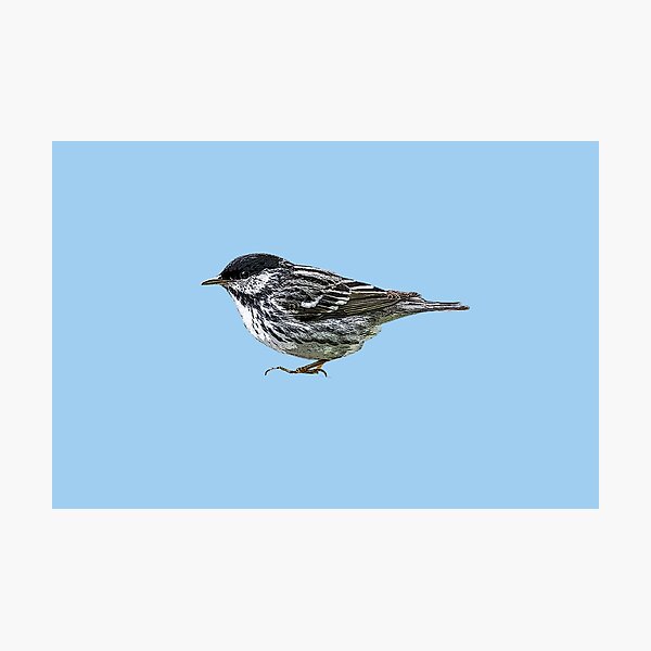 Item preview, Blackpoll Warbler Color Design  designed and sold by designsasstultd.