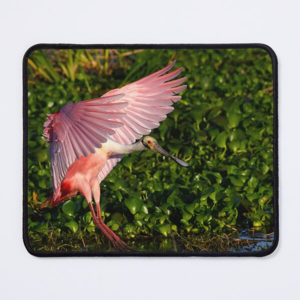 Item preview, Roseate Spoonbill designed and sold by CloserToTheArt.
