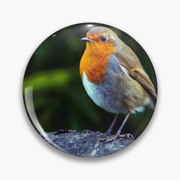 Item preview, Robin designed and sold by Tom McPherson Photography.