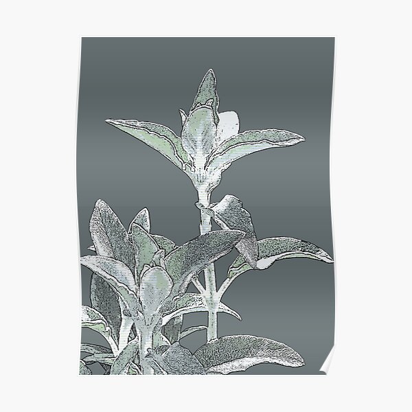Muted Green Lambs Tongue Plant Digital Art Photography Poster