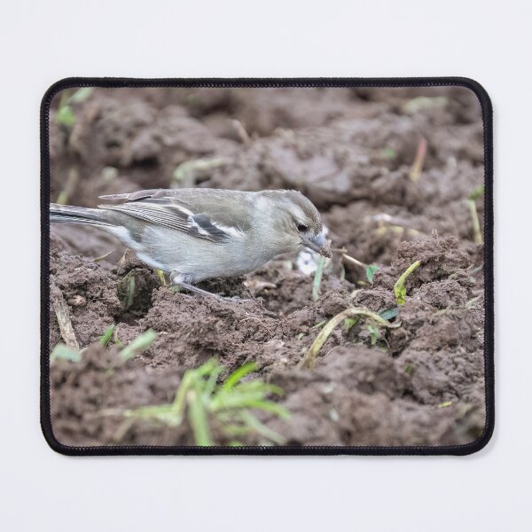 Item preview, Female Azores Chaffinch designed and sold by ansaharju.